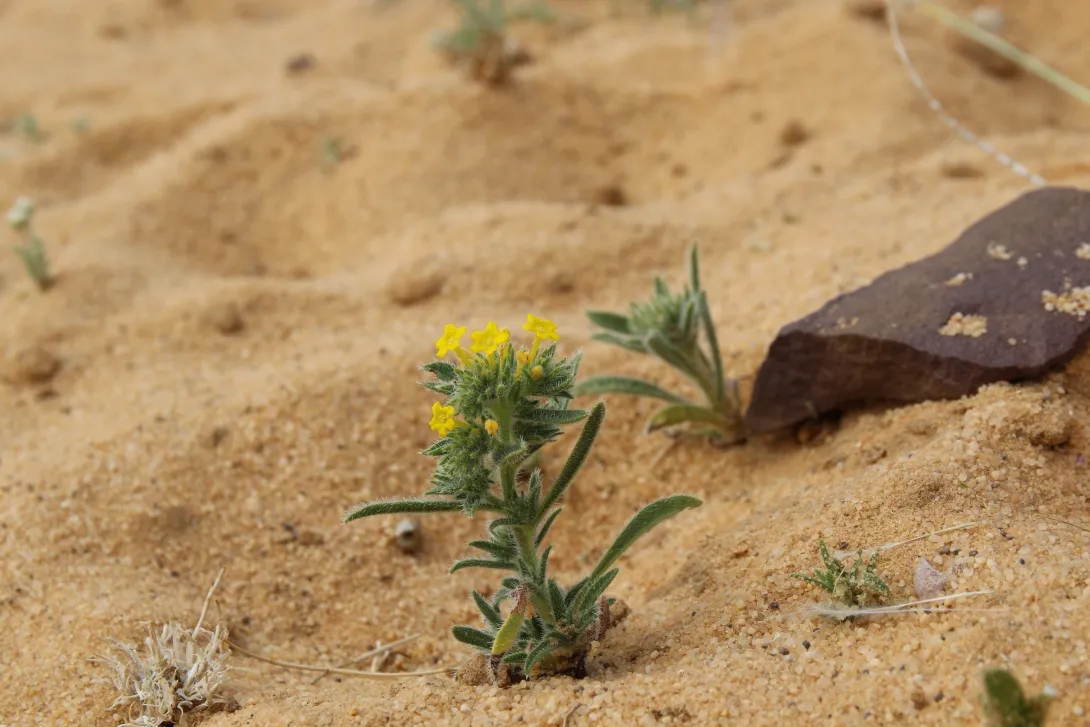 Arnebia hispidissima leaves and flower