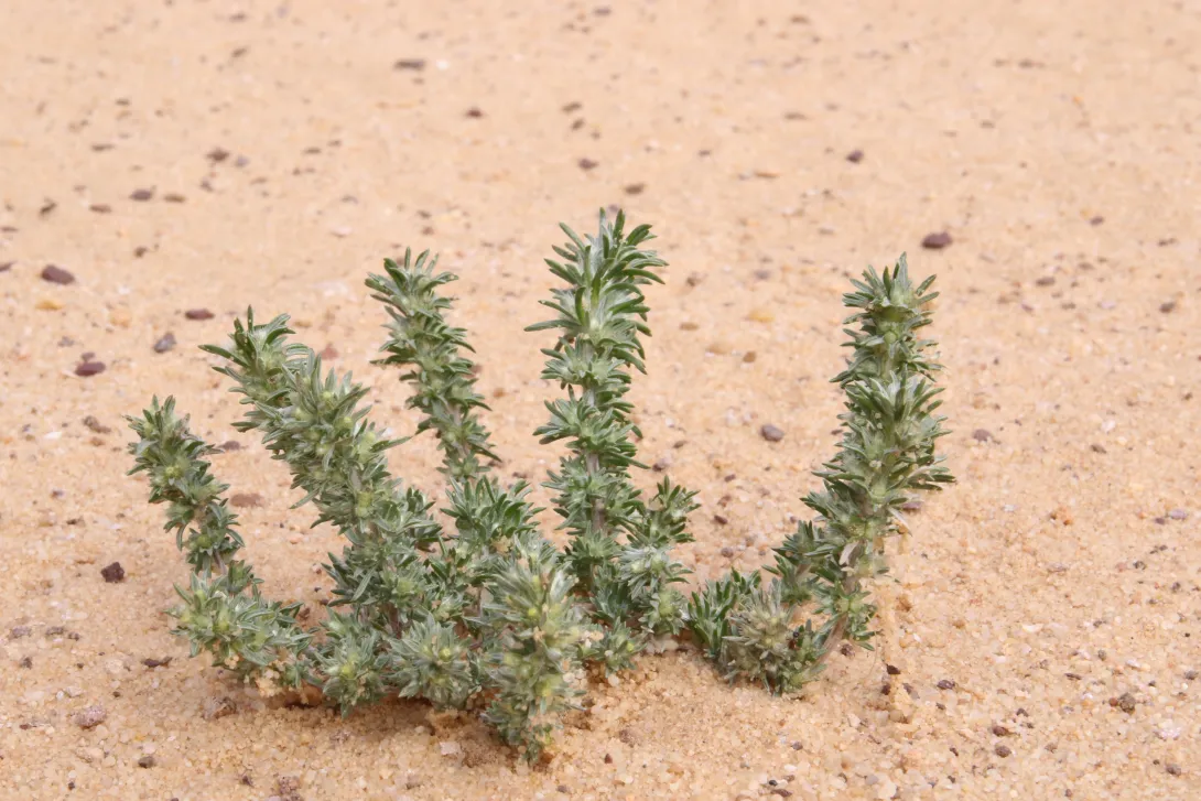 Whole plant