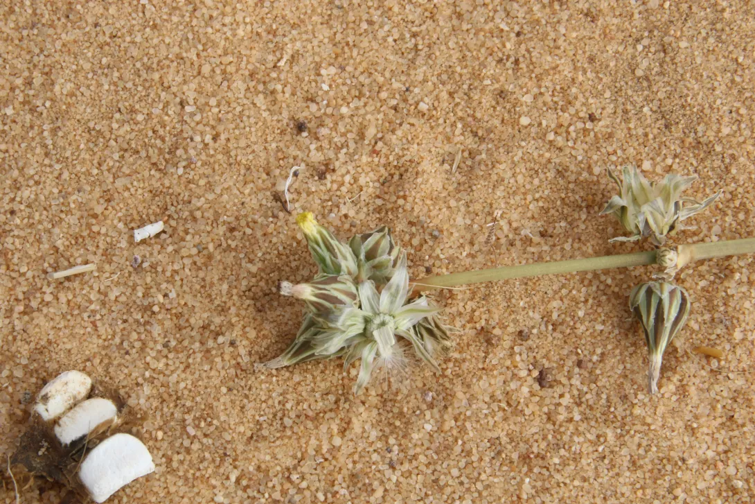Launaea capitata flowers