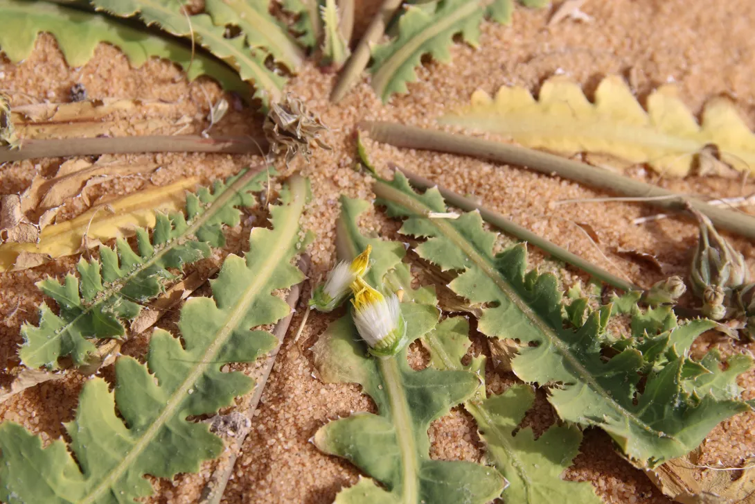 Launaea capitata leaves