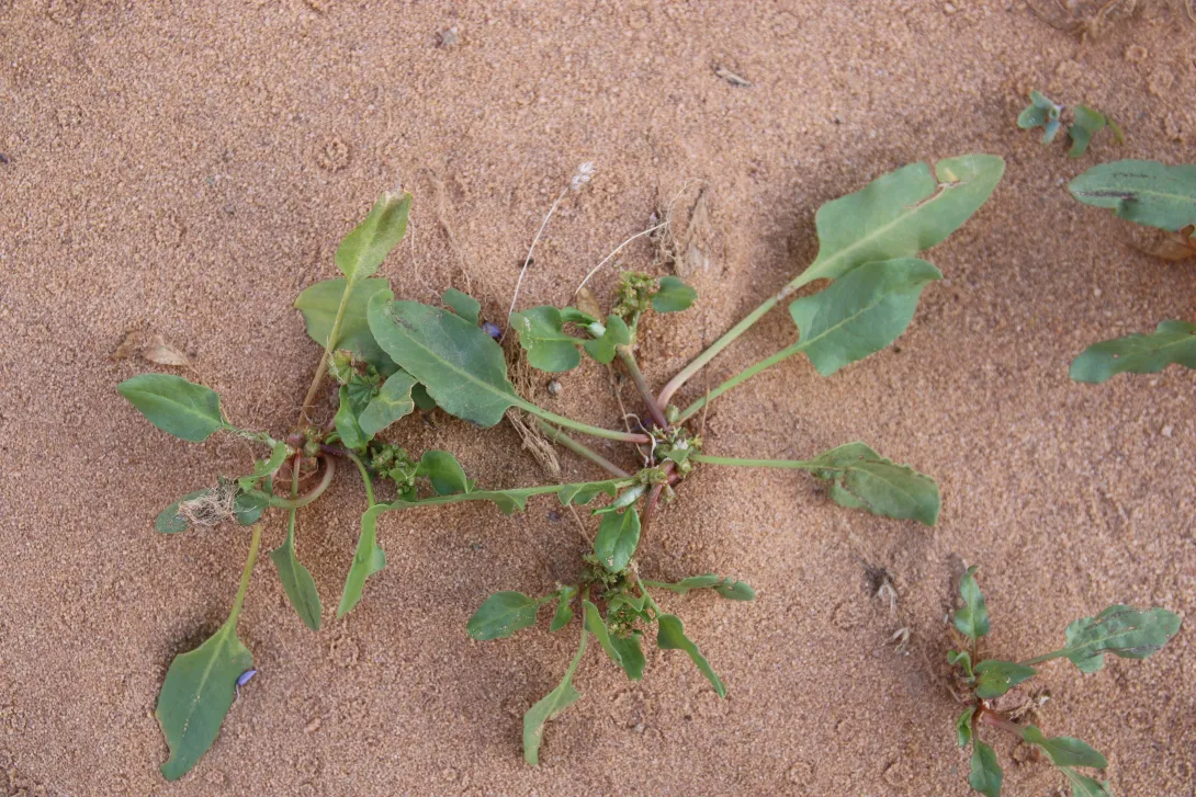 Whole plant