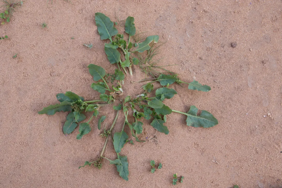 Whole plant