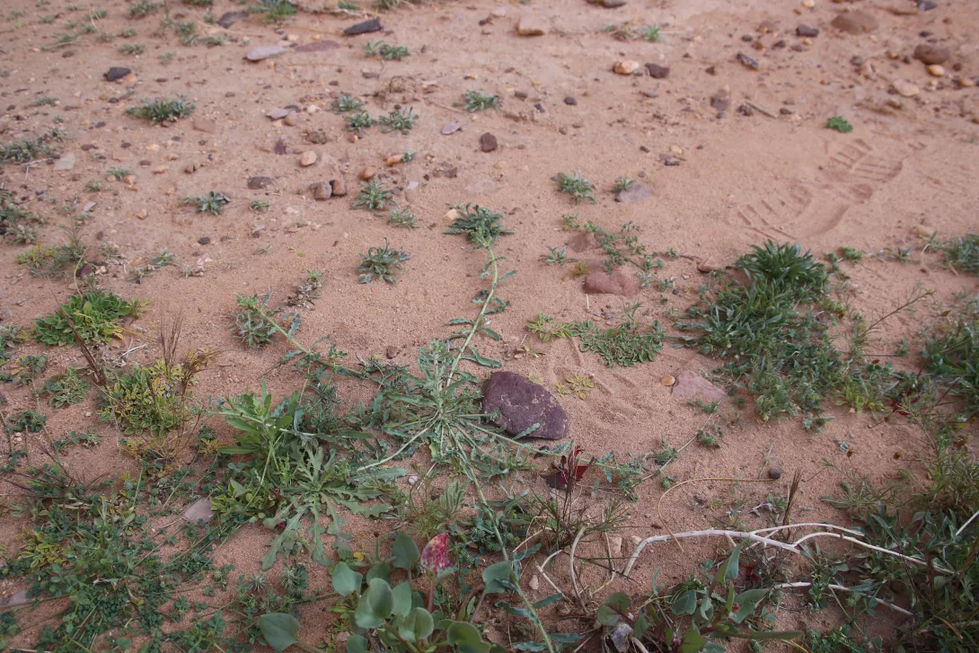 Whole plant