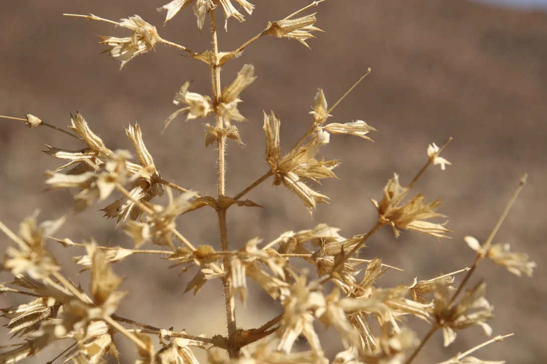 Salvia spinosa fruits
