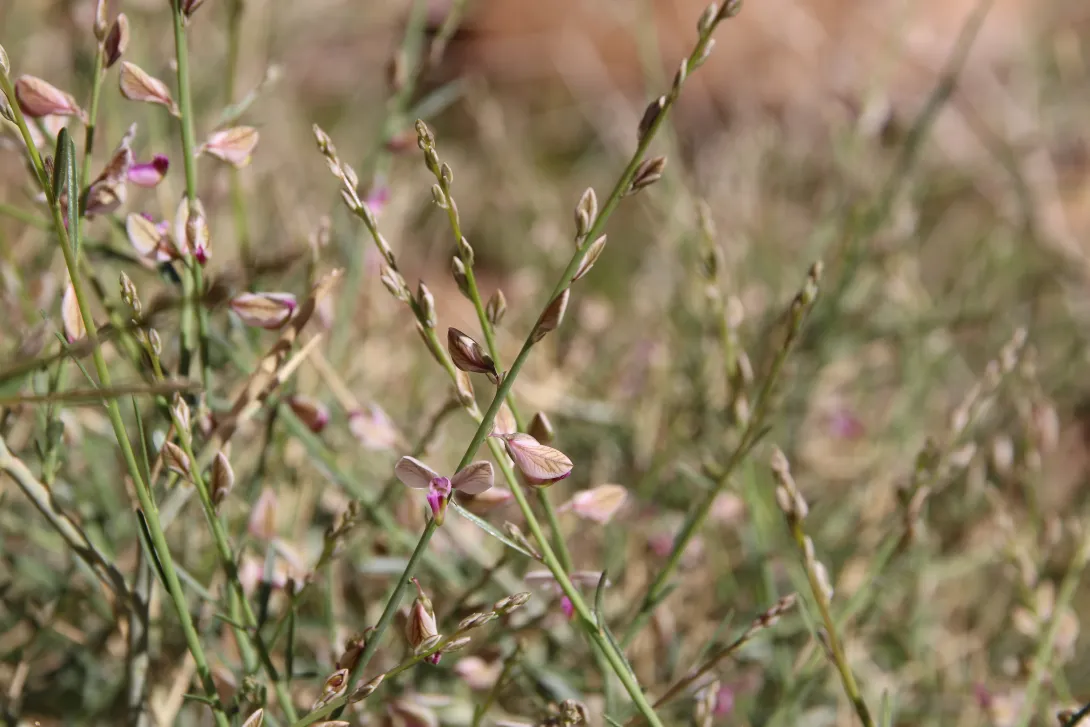 Polygala sinaica var. glabrescens flowers