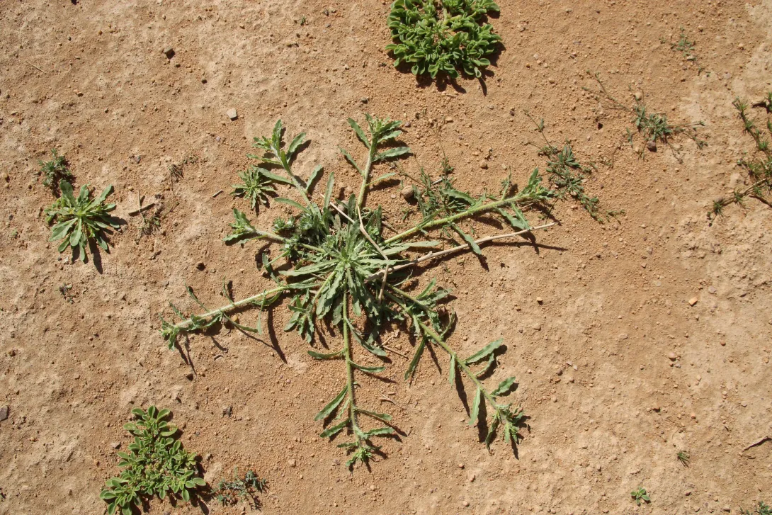 Whole plant and leaves