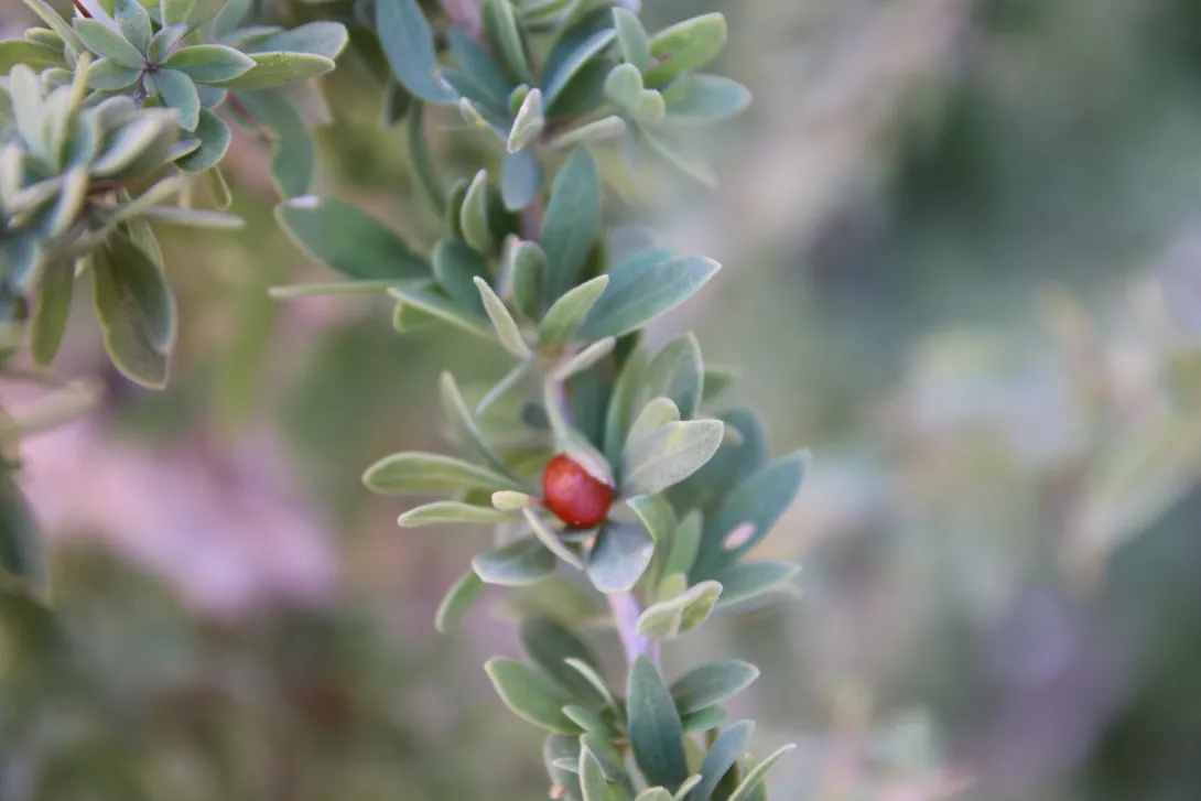 Lycium shawii fruit