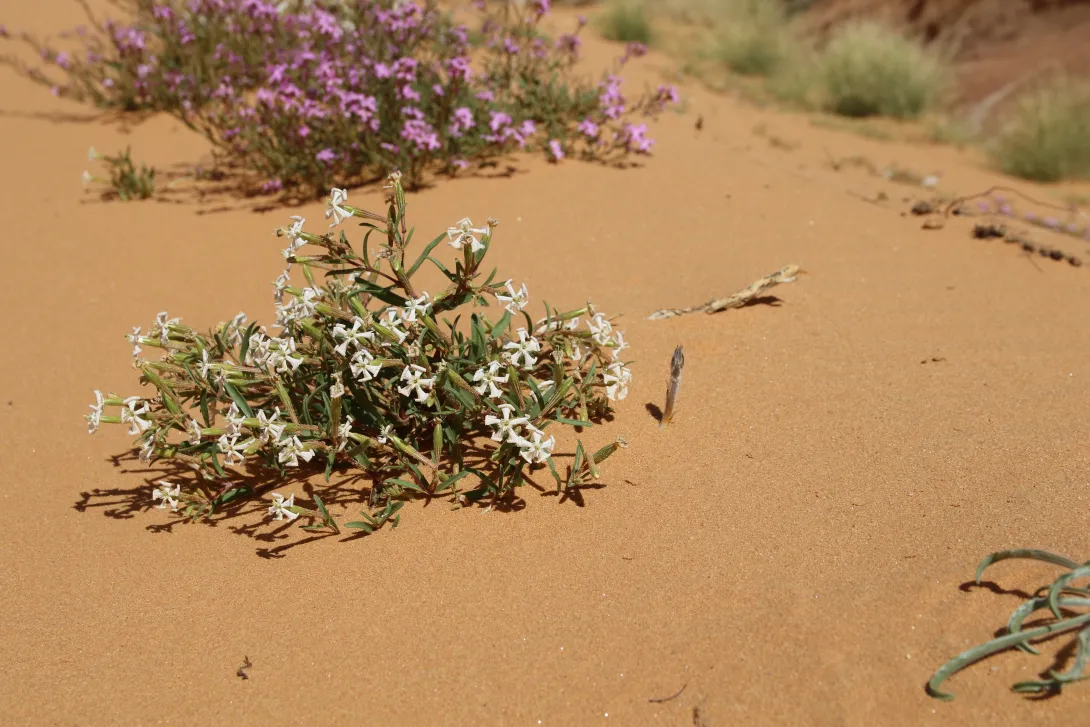 Whole plant