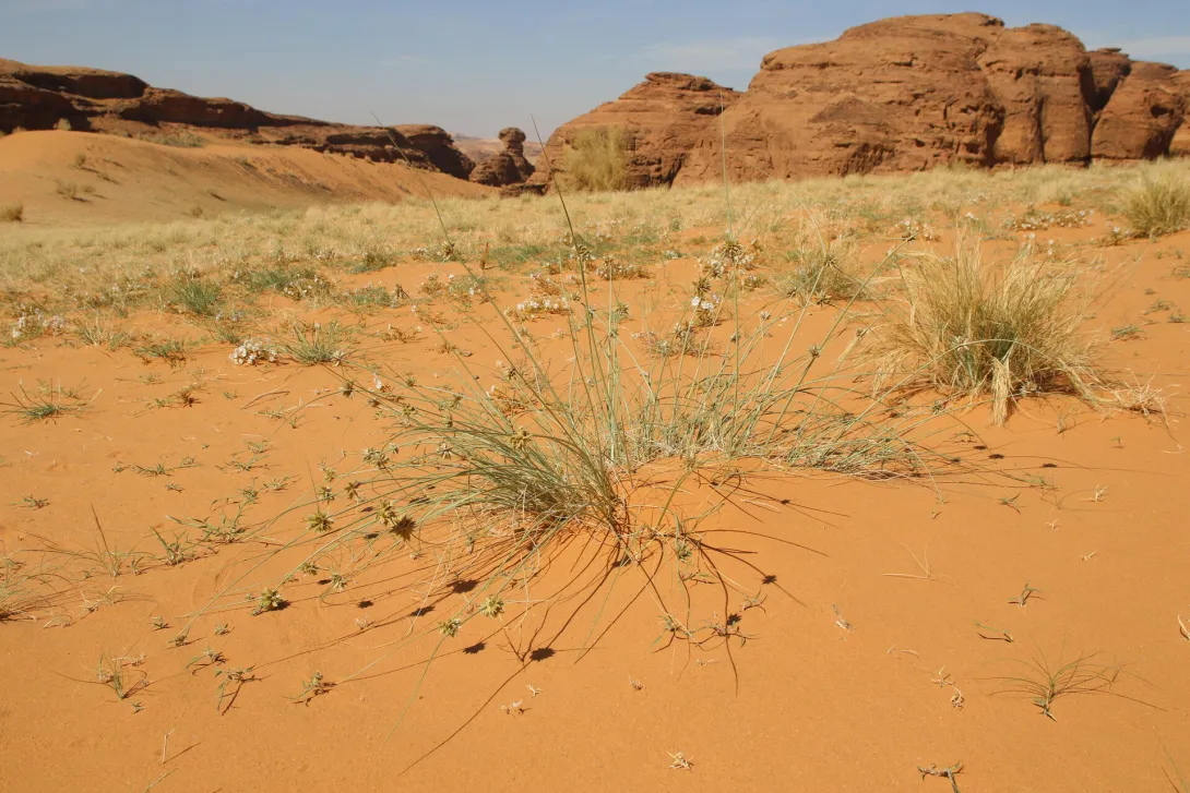 Cyperus conglomeratus on Sandy plains