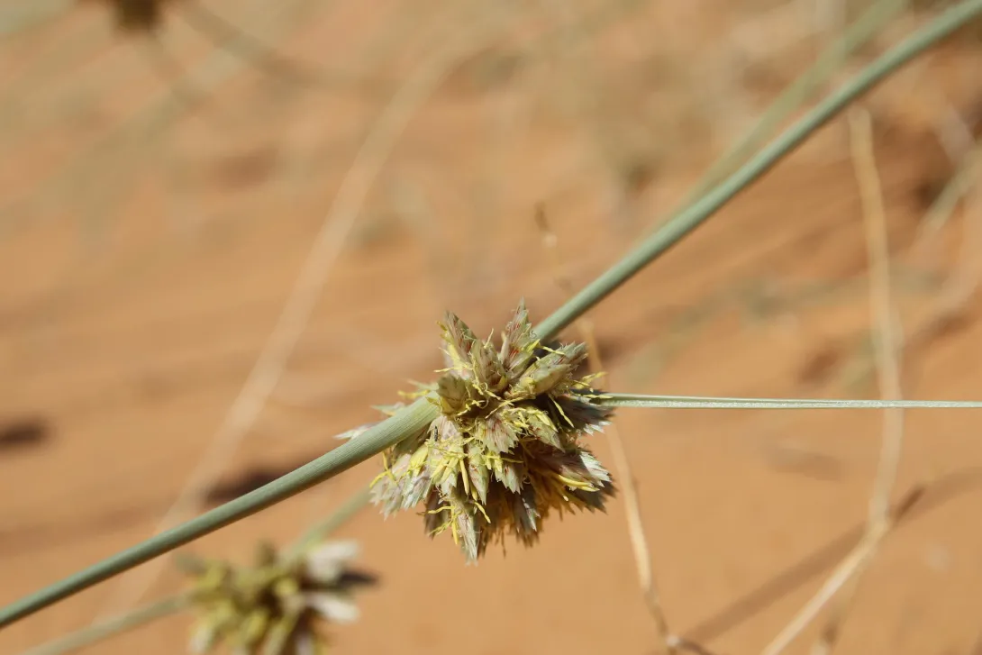 Cyperus conglomeratus flowers