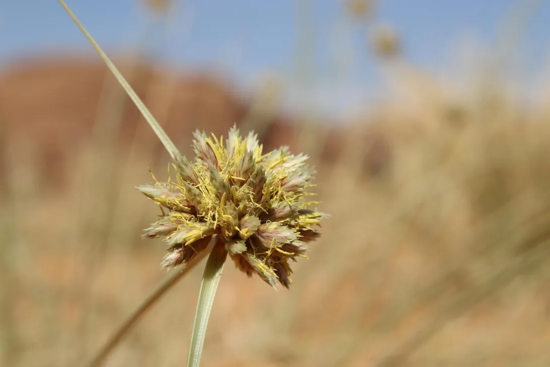 Cyperus conglomeratus flowers