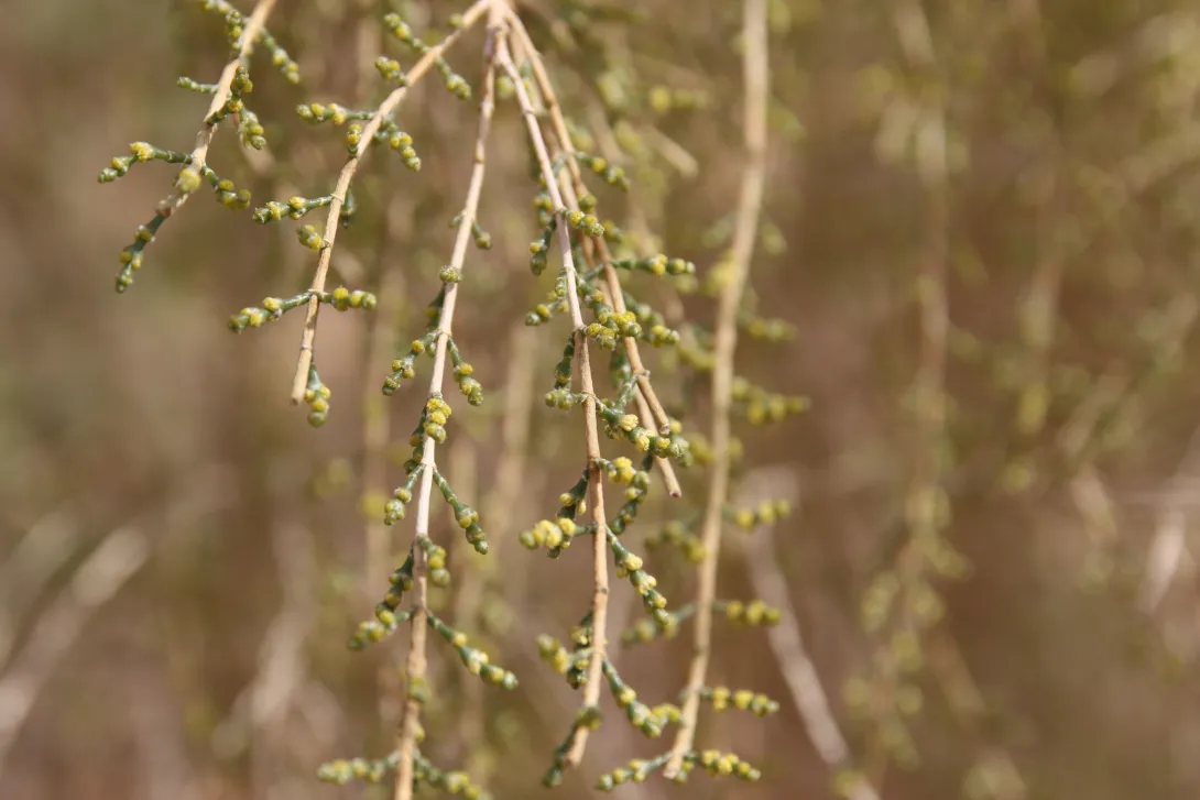 Haloxylon persicum flowers