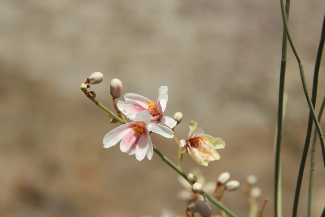 Moringa peregrina flowers