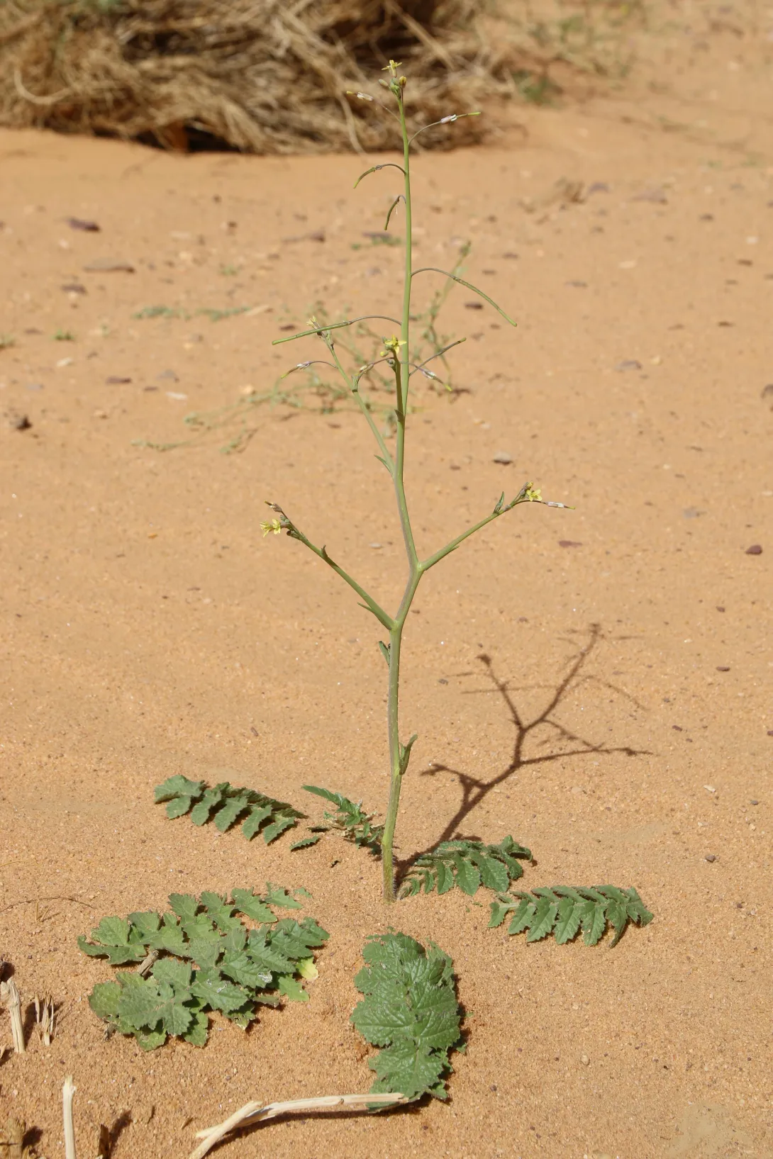 Whole plant