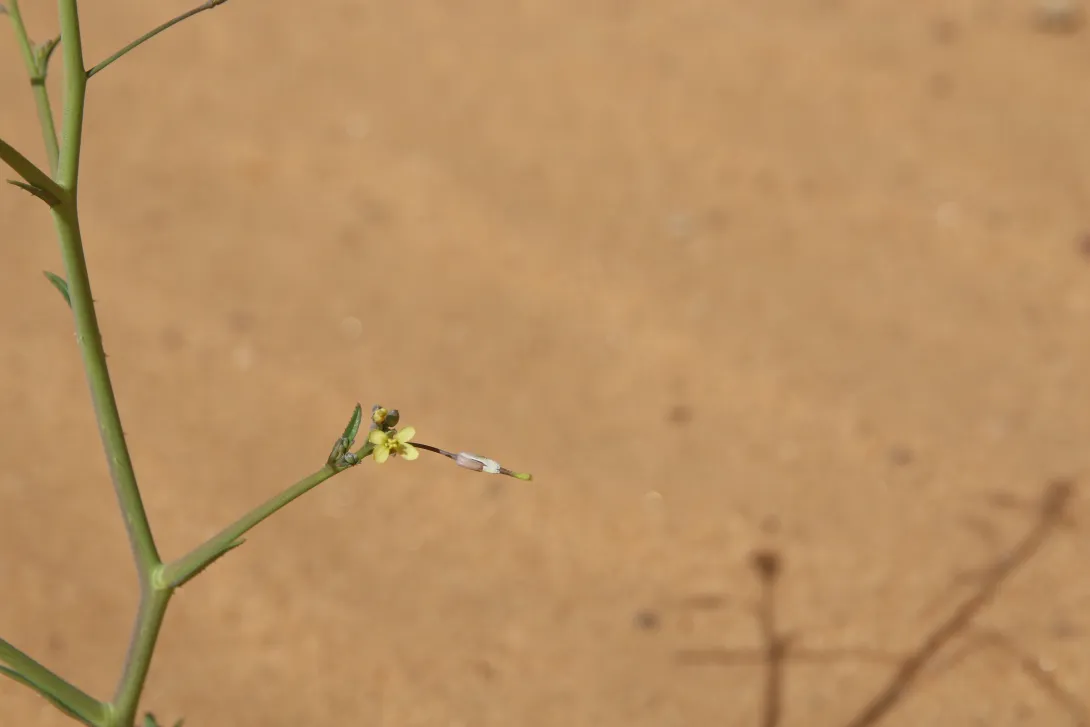 Coincya tournefortii flower and fruit