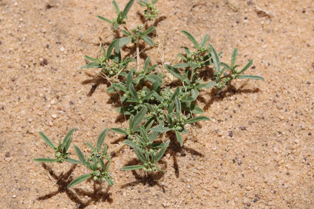 Whole plant