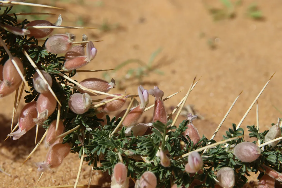 Astragalus spinosus flowers