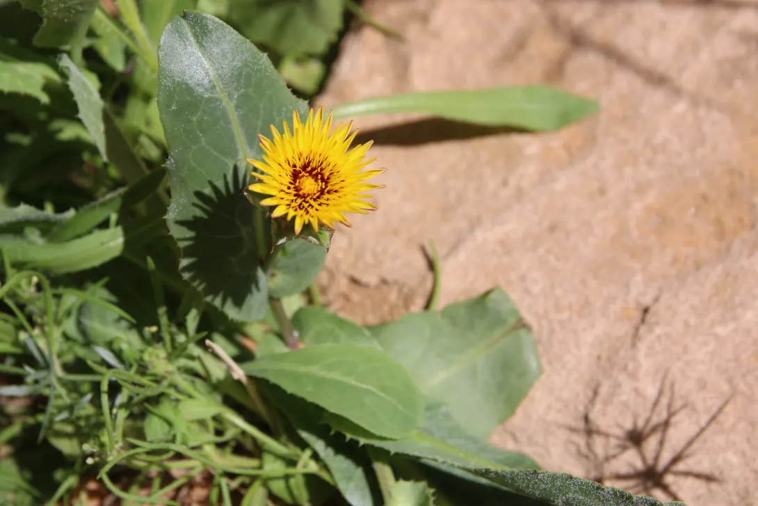 Reichardia tingitana flower and leaf