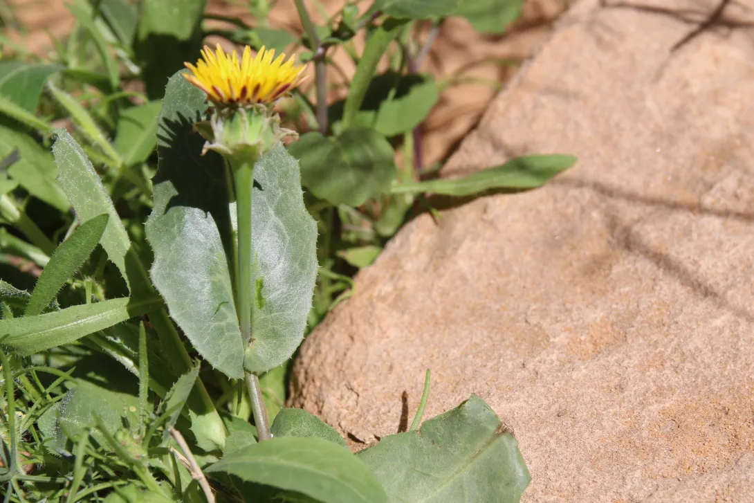 Reichardia tingitana flower and leaf