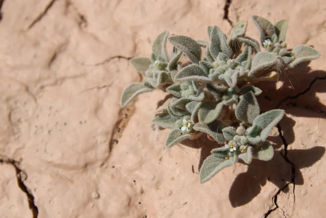 Morettia parviflora flower