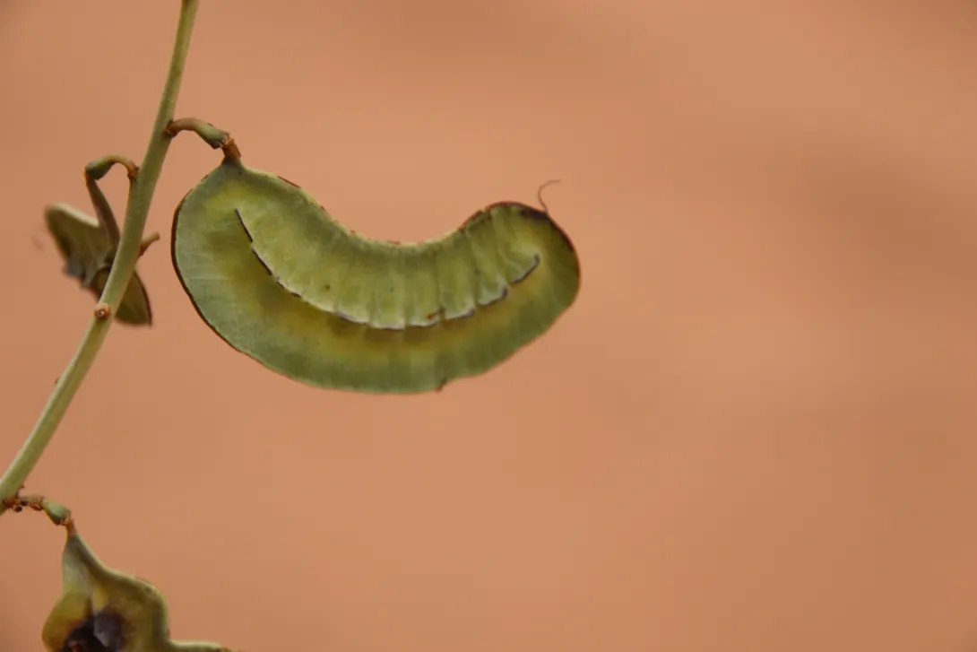 Senna italica fruit