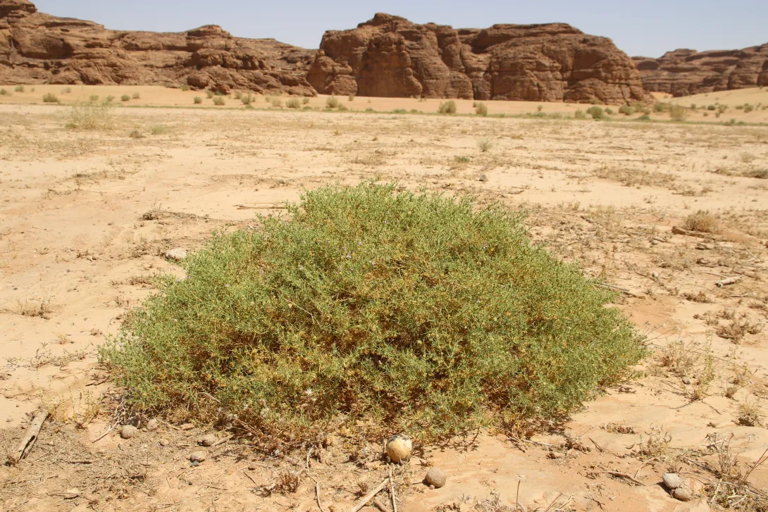 Whole plant