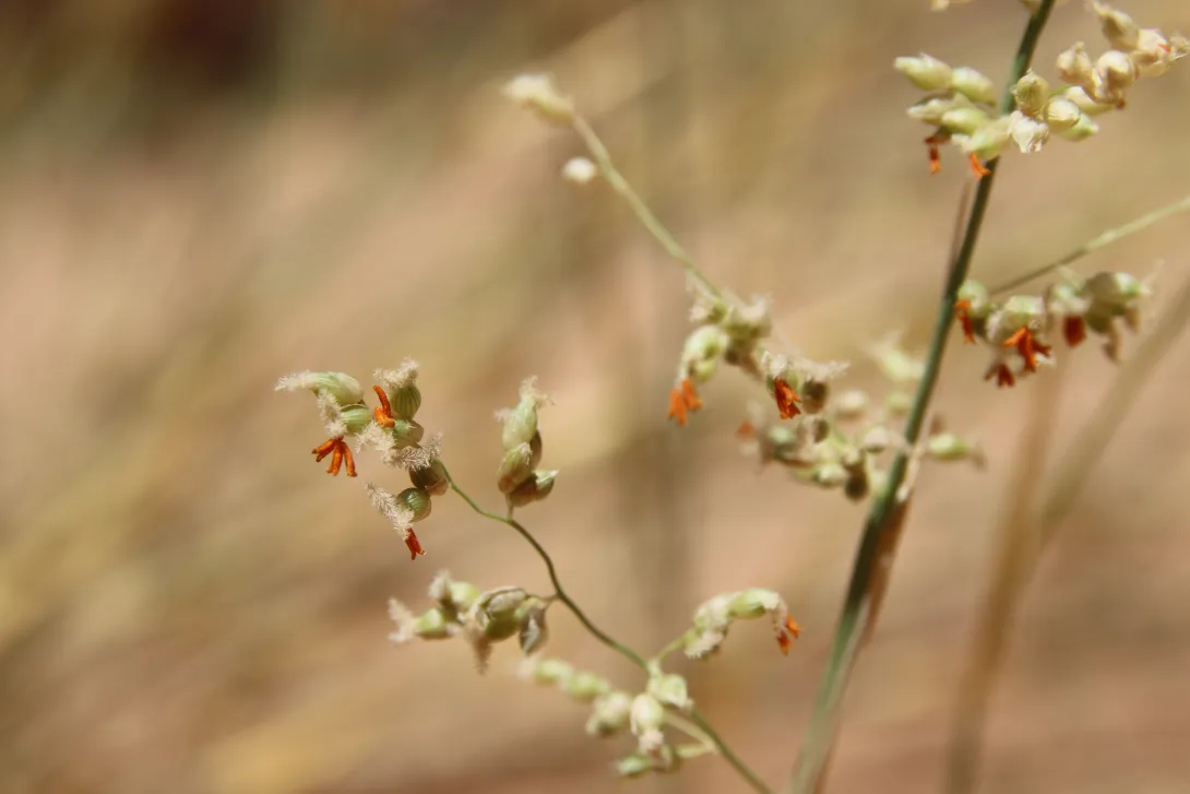 Panicum turgidum flowers