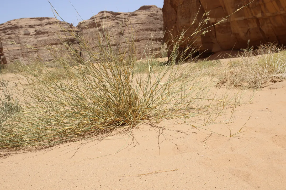 Whole plant