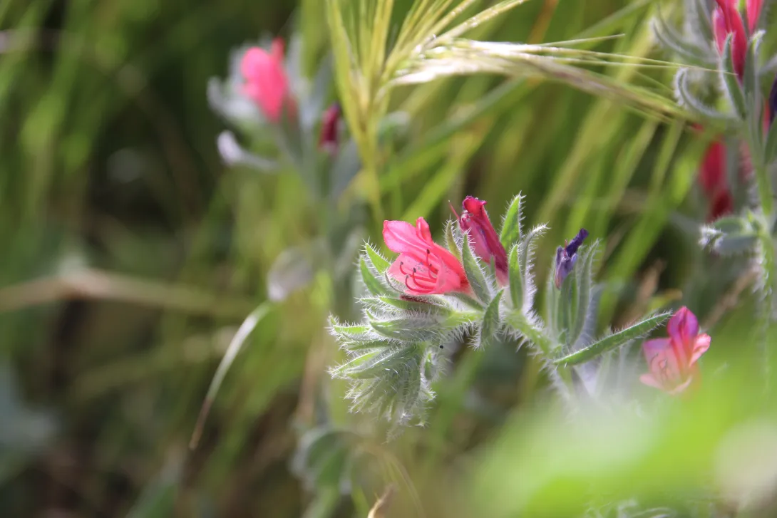 Echium rauwolfii flower