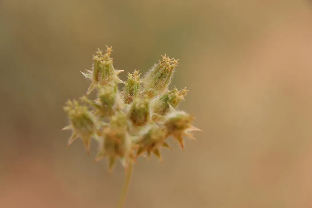 Anisosciadium lanatum fruits