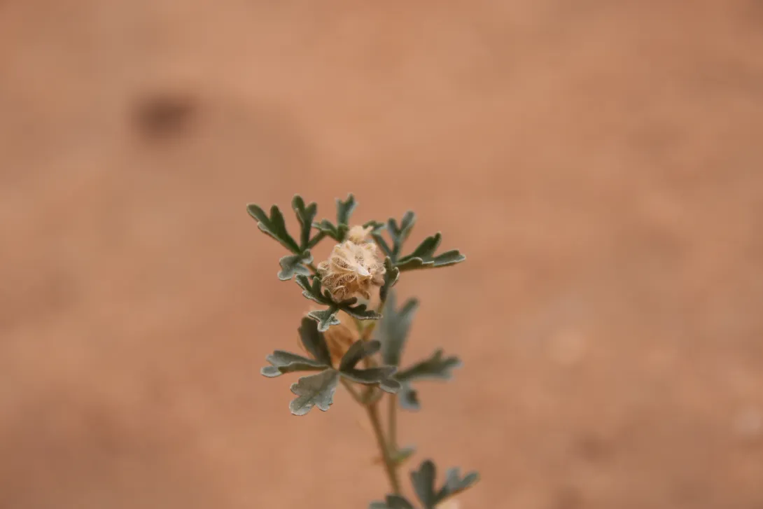 Malva ludwigii fruit