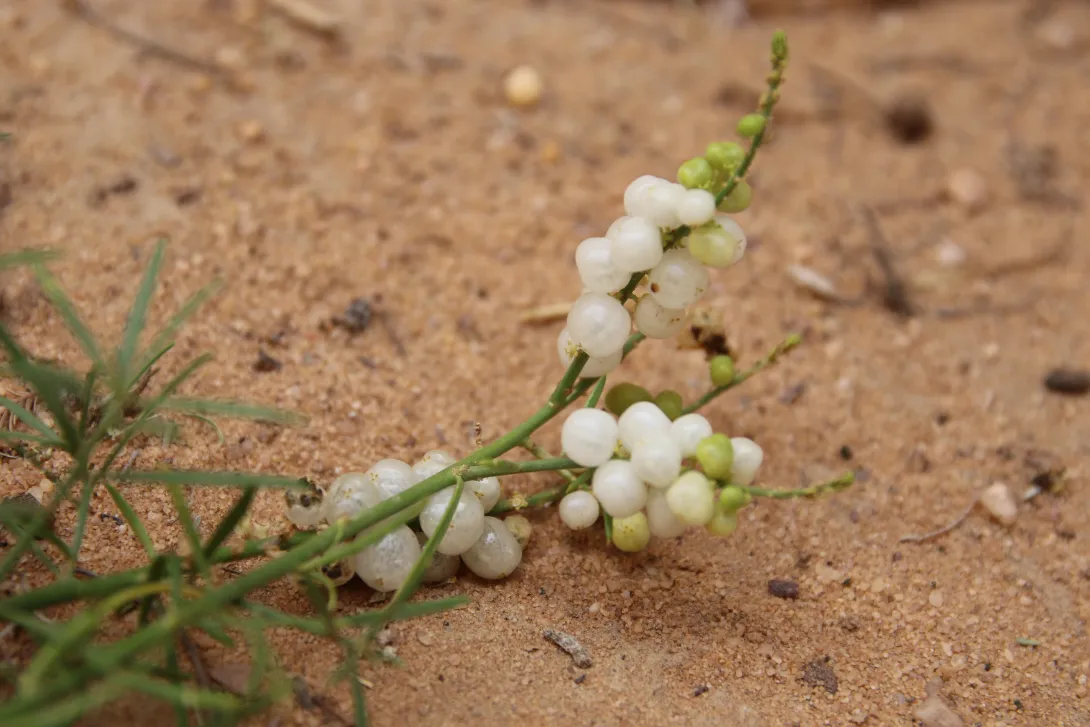 Ochradenus baccatus fruits