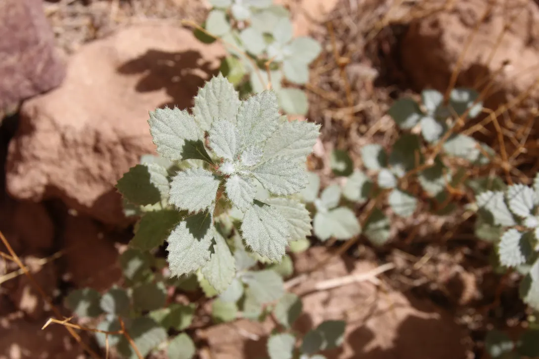 Forsskaolea tenacissima leaves