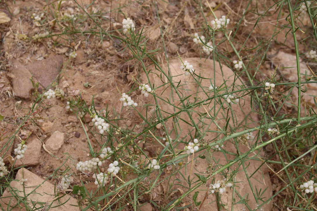 Ochradenus baccatus fruits