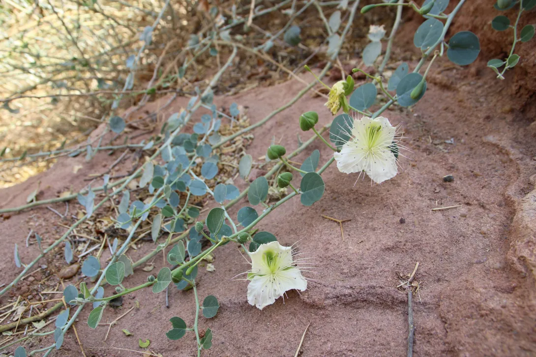 Capparis spinosa flowers