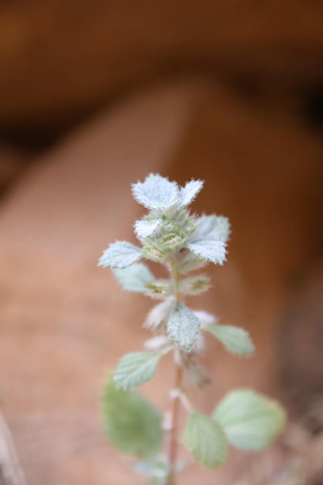 Forsskaolea tenacissima flower