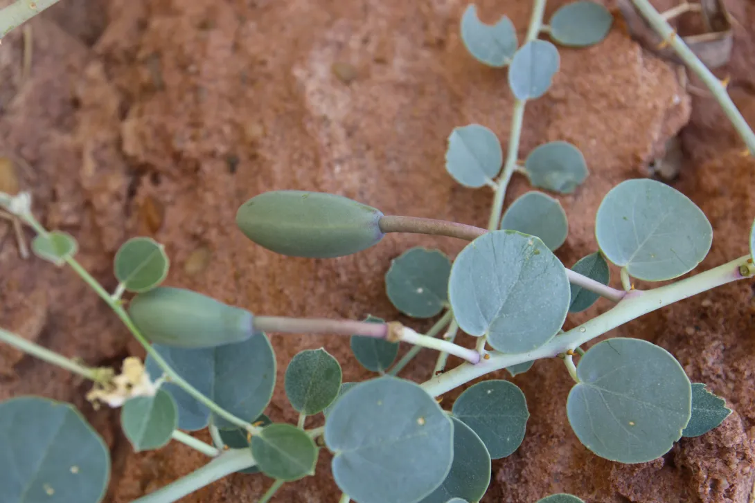 Capparis spinosa leaves