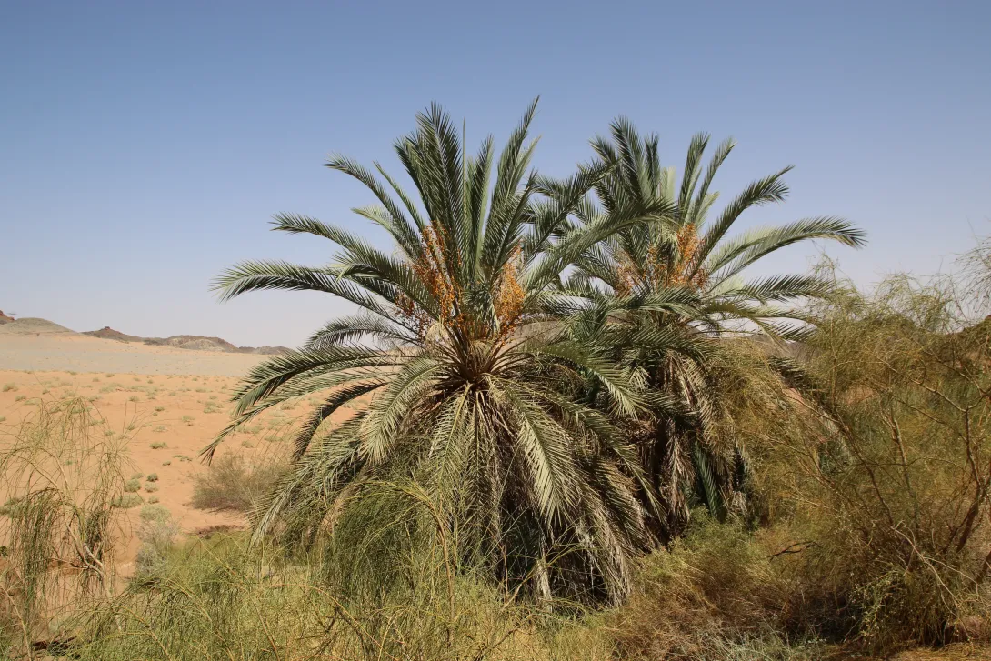 Whole plant