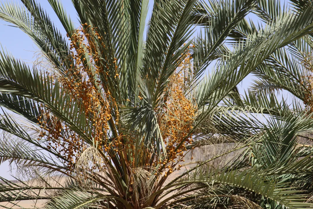 Phoenix dactylifera fruits