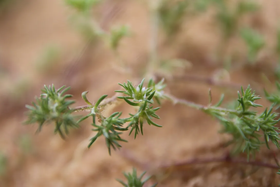 Loeflingia hispanica flower