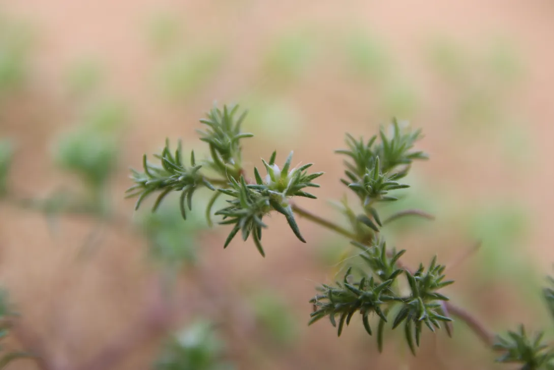 Loeflingia hispanica flower