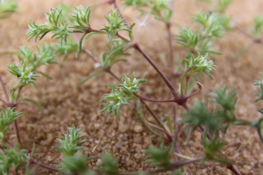 Loeflingia hispanica flower