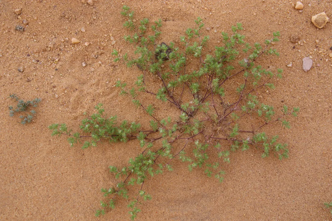 Whole plant