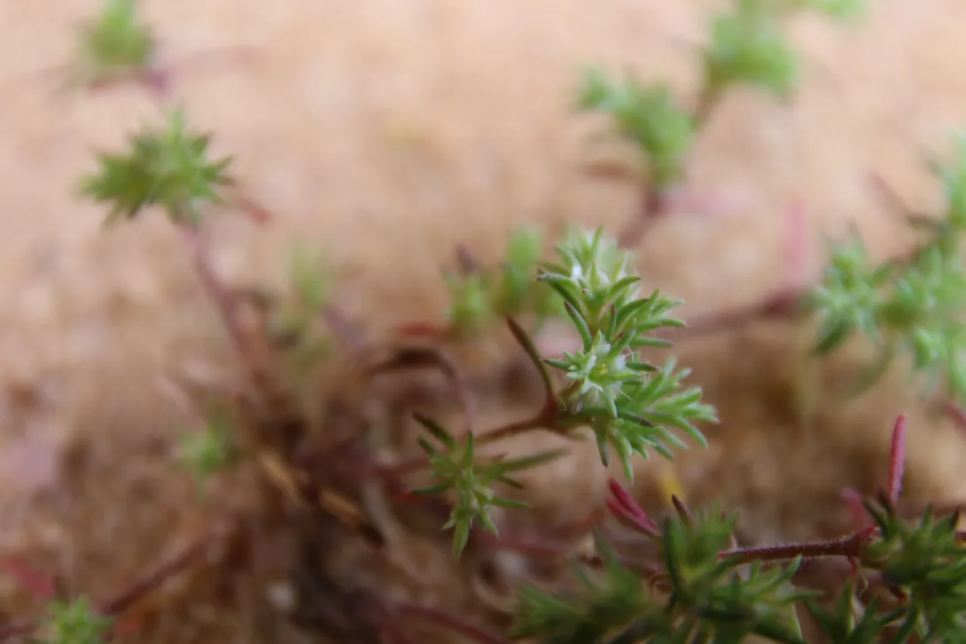 Loeflingia hispanica flower