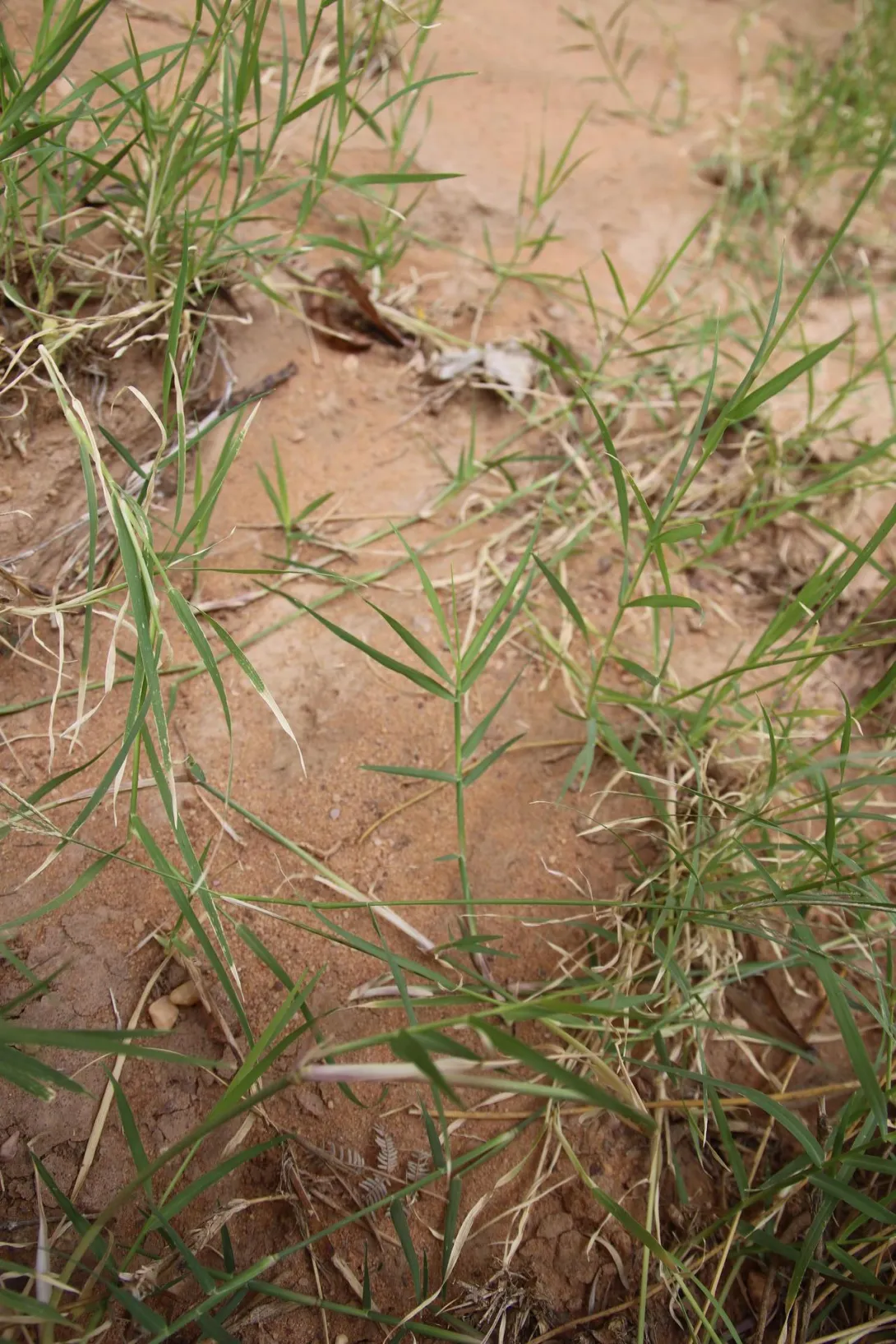 Cynodon dactylon leaves