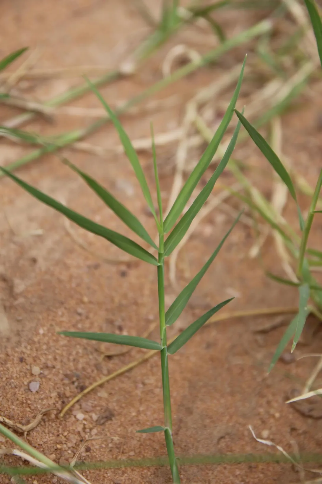 Cynodon dactylon leaves