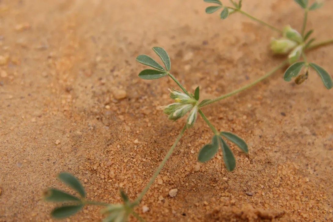 Leobordea platycarpa fruits