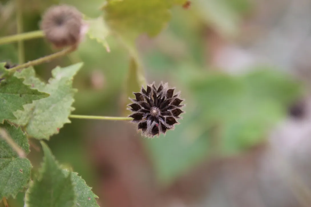 Fruit of Abutilon fruticosum 