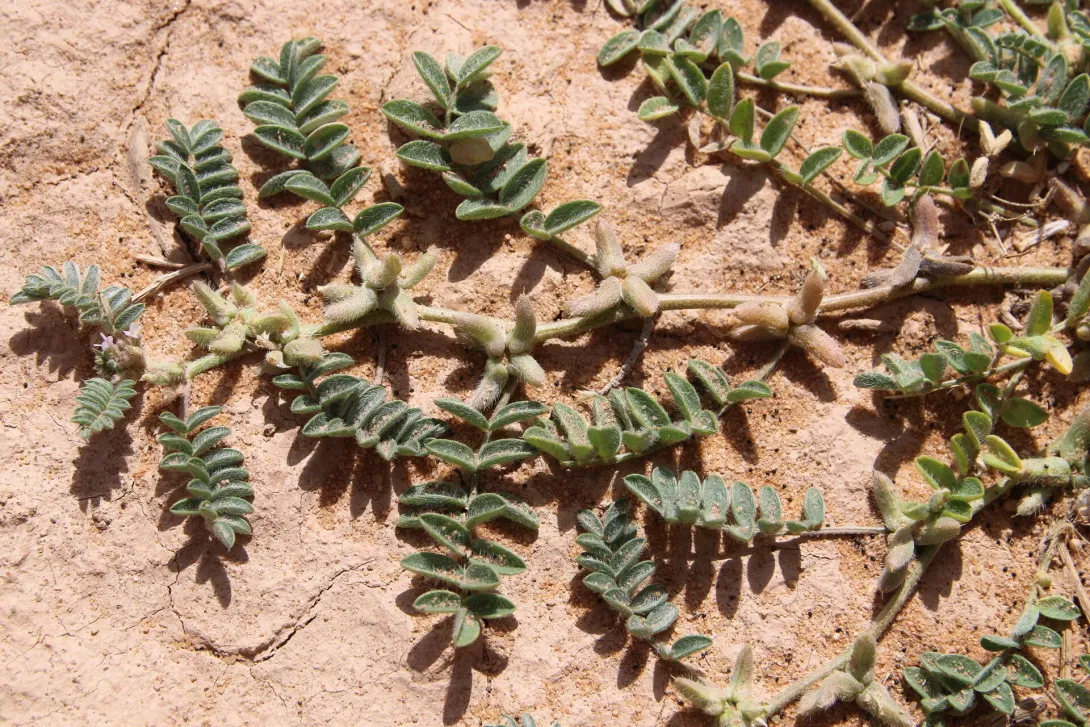 Astragalus tribuloides fruits and leaves