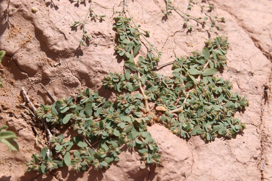 Whole plant